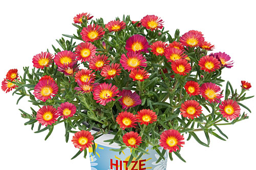 Delosperma SUND DIAMONDS Red