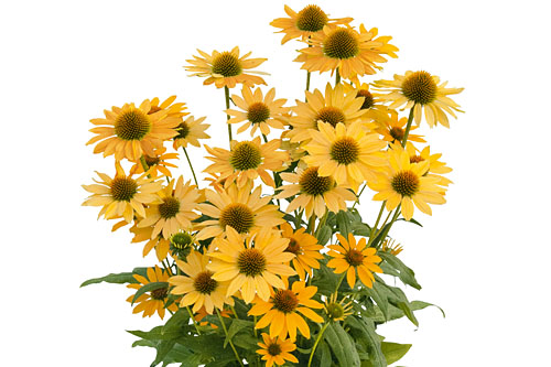 Echinacea SunMagic Vintage Mango