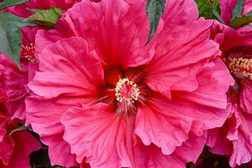 Blattschmuck: Hibiscus SUMMERIFIC Watermelon Ruffles