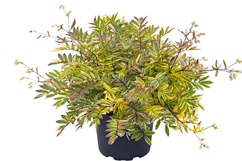 Polemonium  Golden Feathers
