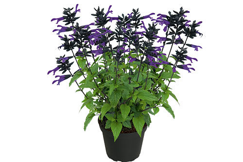 Salvia ROCKIN KIDS Navy