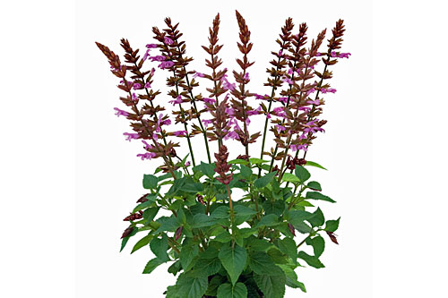Blattschmuck: Salvia ROCKIN ROCKIN Pink