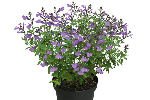 Salvia VISIONAL Lavender