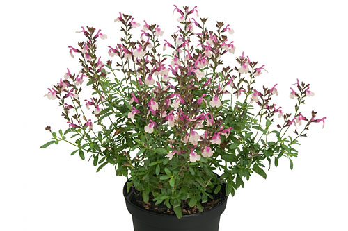 Salvia VISIONAL Peach