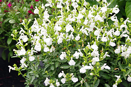 Blattschmuck: Salvia VISIONAL VISIONAL White