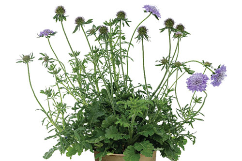 Blattschmuck: Scabiosa KUDO Blue