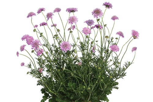 Blattschmuck: Scabiosa KUDO Pink