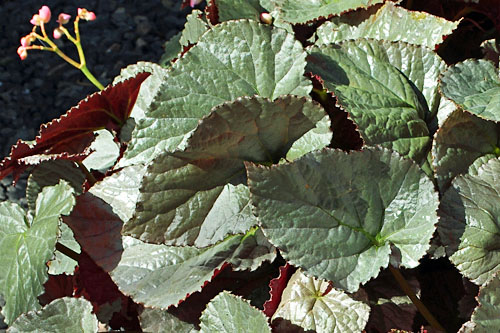 Blattschmuck: Begonia  Silver Treasure