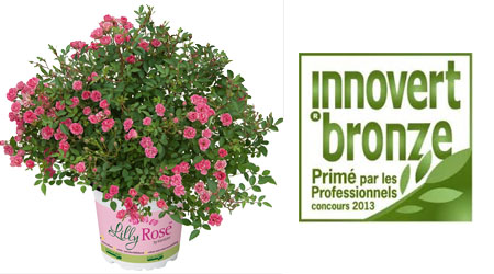 LillyRose gewinnt Preis: innovert bronze LillyRose gewinnt Preis: innovert bronze
