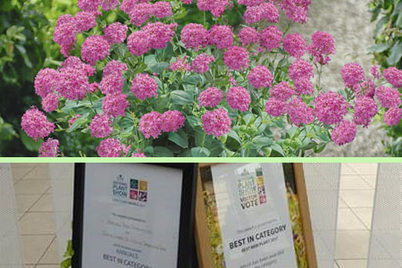 Silene Sparkling Rose Award Silene Sparkling Rose Award