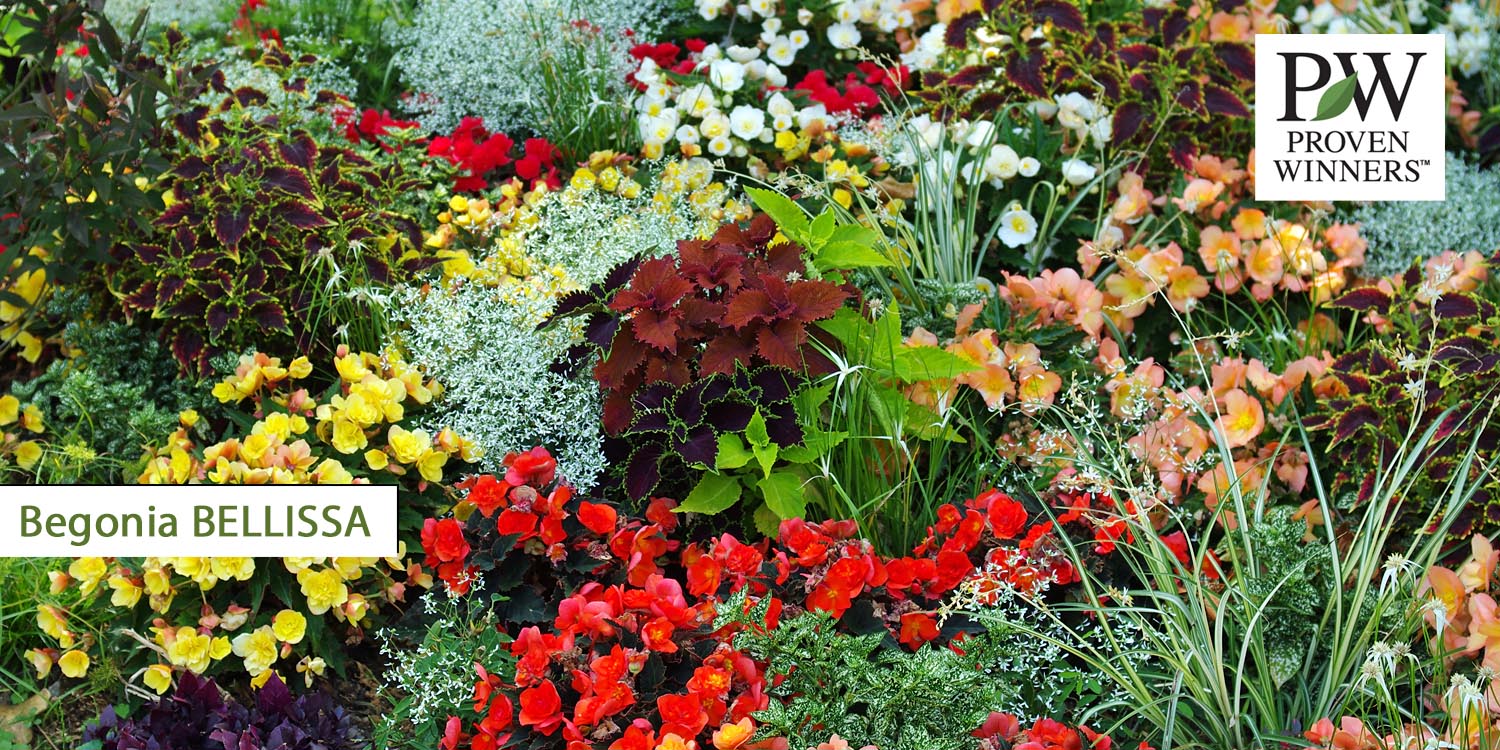 Begonia Bellissa