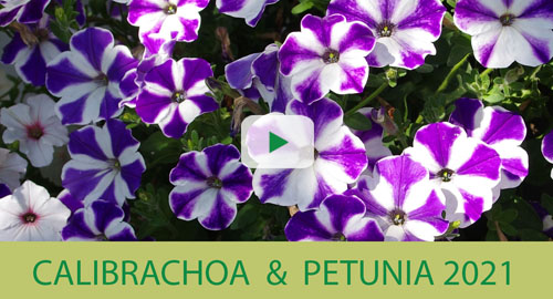 Petunia-Neuheiten 2021 Petunia-Neuheiten 2021