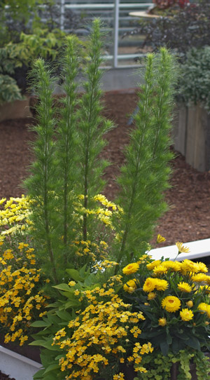 Eupatorium 'Elegant Feather'